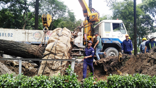 Hàng loạt cây ở trung tâm SG bứng dưỡng để thi công nhà ga - 5