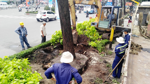 Hàng loạt cây ở trung tâm SG bứng dưỡng để thi công nhà ga - 3