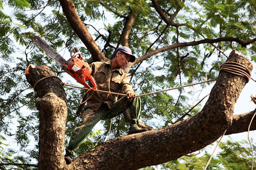 Thót tim xem &#34;người nhện&#34; đu dây tỉa cây trên phố - 7