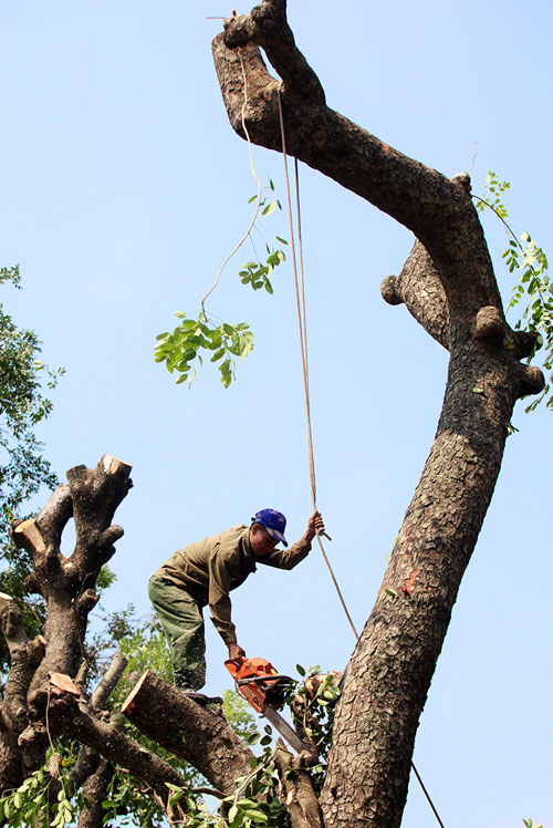 Thót tim xem &#34;người nhện&#34; đu dây tỉa cây trên phố - 6