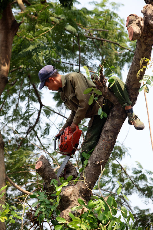 Thót tim xem &#34;người nhện&#34; đu dây tỉa cây trên phố - 9