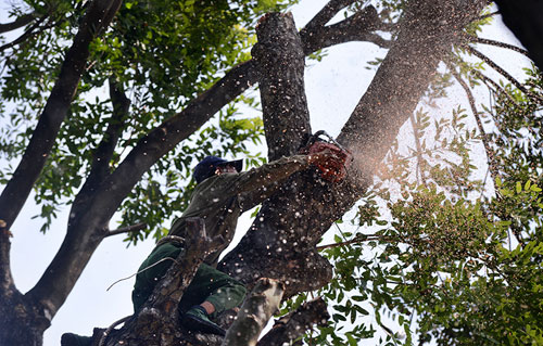 Thót tim xem &#34;người nhện&#34; đu dây tỉa cây trên phố - 10