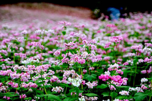 Vườn hoa hoa tam giác mạch đẹp mơ màng giữa Đà Lạt - 1