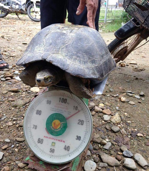 Cụ rùa trăm tuổi, nặng gần 14kg đi lạc vào nhà dân - 1