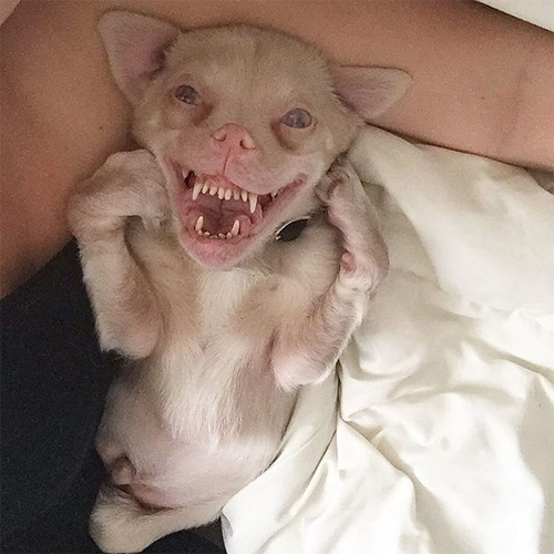 Chú chó răng vẩu nổi tiếng khắp thế giới với nụ cười lạ - 1