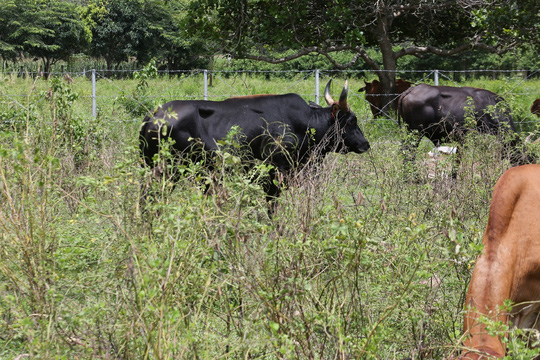 Bò tót xuất hiện ở khu vực rừng bảo tồn quốc gia Mã Đà - 1