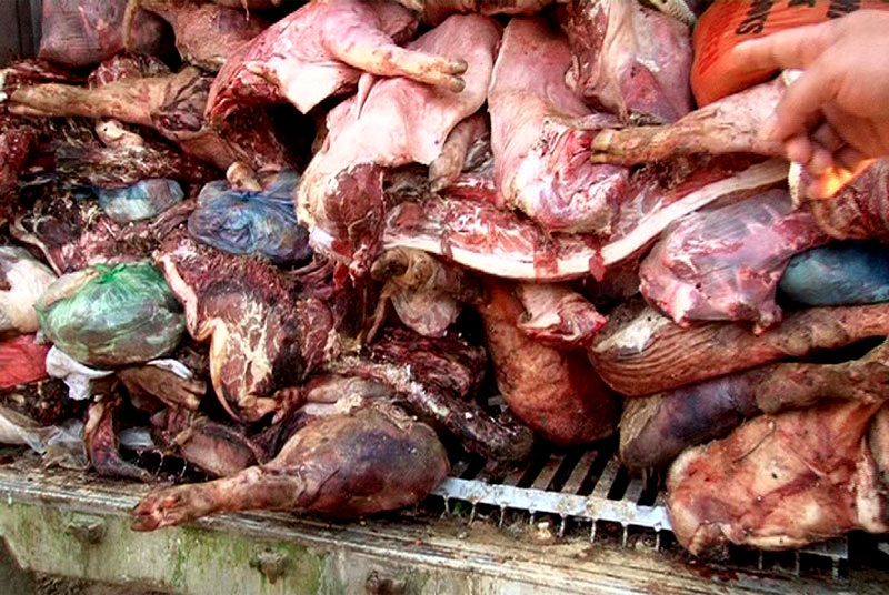 Mua 10 tấn thịt lợn chết thối mang bán kiếm lời - 1