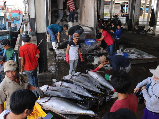 Trúng đậm cá ngừ trái vụ, ngư dân vượt gió vươn khơi - 1