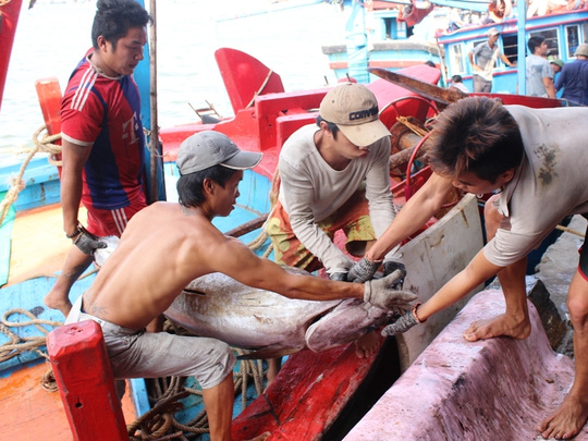 Trúng đậm cá ngừ trái vụ, ngư dân vượt gió vươn khơi - 3