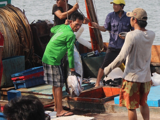 Trúng đậm cá ngừ trái vụ, ngư dân vượt gió vươn khơi - 4