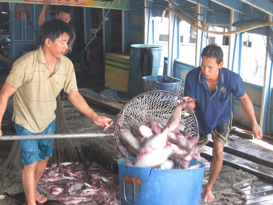 Giá cá tra bất ngờ tăng vọt, nông dân tiếc hùi hụi - 1