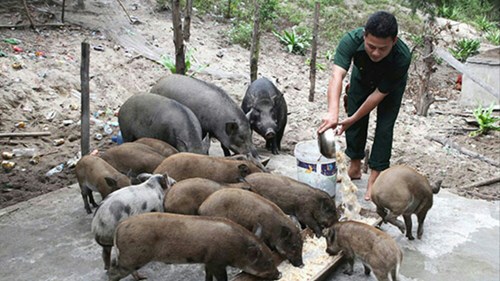 "Robinson" trên đảo thiên đường - 4