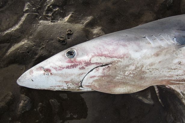Cá mập xanh &#34;mặt buồn&#34; kì lạ dạt bờ biển Scotland - 1