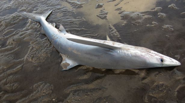 Cá mập xanh "mặt buồn" kì lạ dạt bờ biển Scotland - 2