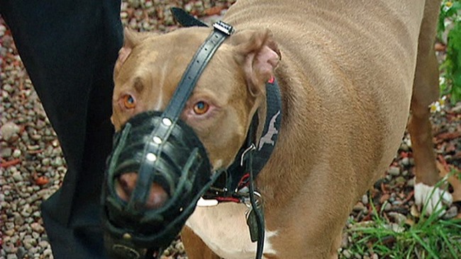 Dắt chó đi dạo không rọ mõm: Ở Anh phạt tới 70 triệu - 3