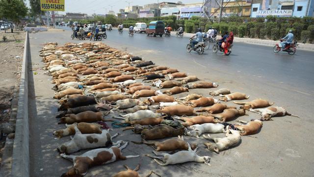 Lo cho dân, Pakistan giết hơn 1.000 con chó - 1