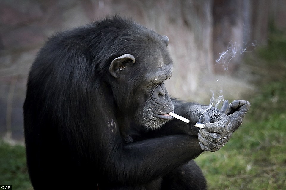 Tinh tinh trong vườn thú Triều Tiên hút thuốc như người - 1