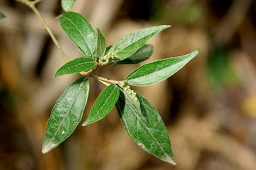 Khổ sâm – Cây thuốc của núi rừng tốt cho người viêm hang vị - 2