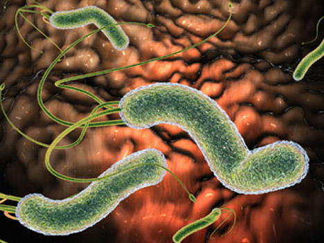Viêm hang vị: 3 lý do khiến vi khuẩn HP “thách thức” với kháng sinh - 1