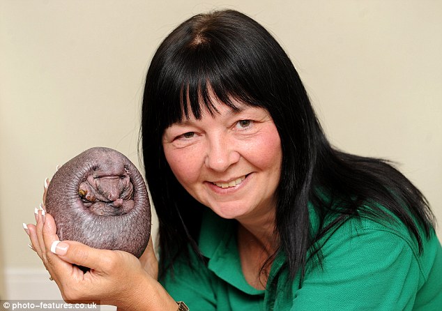 Nhím không gai được mát xa hàng ngày để giữ ấm - 5