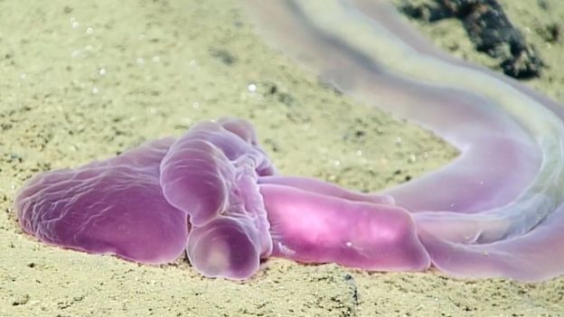Những sinh vật màu tím kì lạ dưới đáy Thái Bình Dương - 1