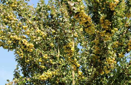 "Lác mắt" vườn lê, táo sai lúc lỉu của bà mẹ Việt Kiều - 3