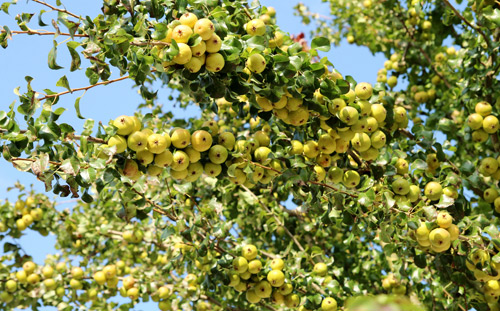 "Lác mắt" vườn lê, táo sai lúc lỉu của bà mẹ Việt Kiều - 2