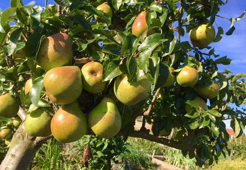 "Lác mắt" vườn lê, táo sai lúc lỉu của bà mẹ Việt Kiều - 4