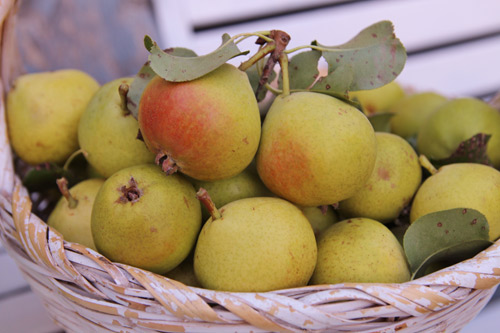 "Lác mắt" vườn lê, táo sai lúc lỉu của bà mẹ Việt Kiều - 7