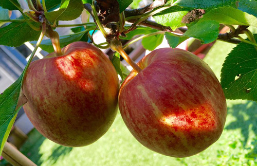 "Lác mắt" vườn lê, táo sai lúc lỉu của bà mẹ Việt Kiều - 10