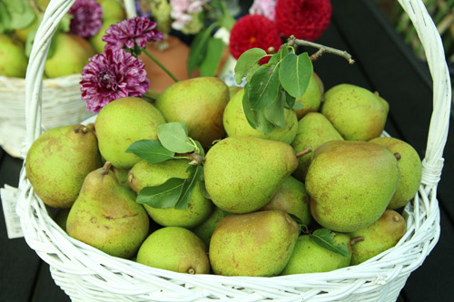 "Lác mắt" vườn lê, táo sai lúc lỉu của bà mẹ Việt Kiều - 9