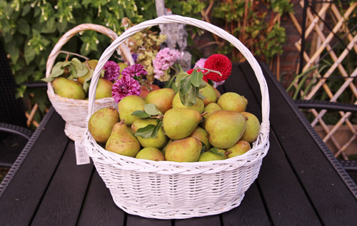 "Lác mắt" vườn lê, táo sai lúc lỉu của bà mẹ Việt Kiều - 8