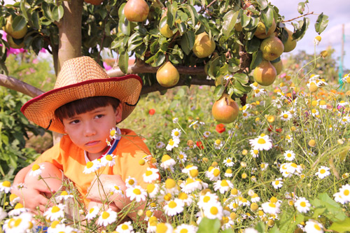 "Lác mắt" vườn lê, táo sai lúc lỉu của bà mẹ Việt Kiều - 5