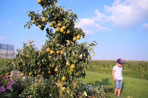 "Lác mắt" vườn lê, táo sai lúc lỉu của bà mẹ Việt Kiều - 6