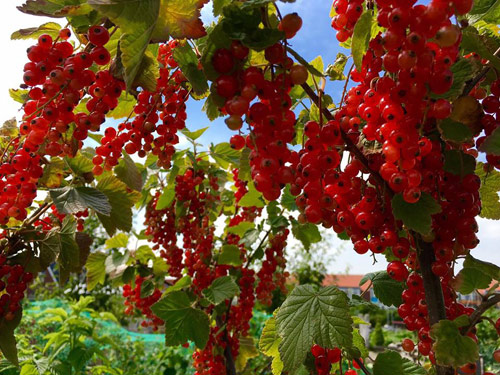 "Lác mắt" vườn lê, táo sai lúc lỉu của bà mẹ Việt Kiều - 2