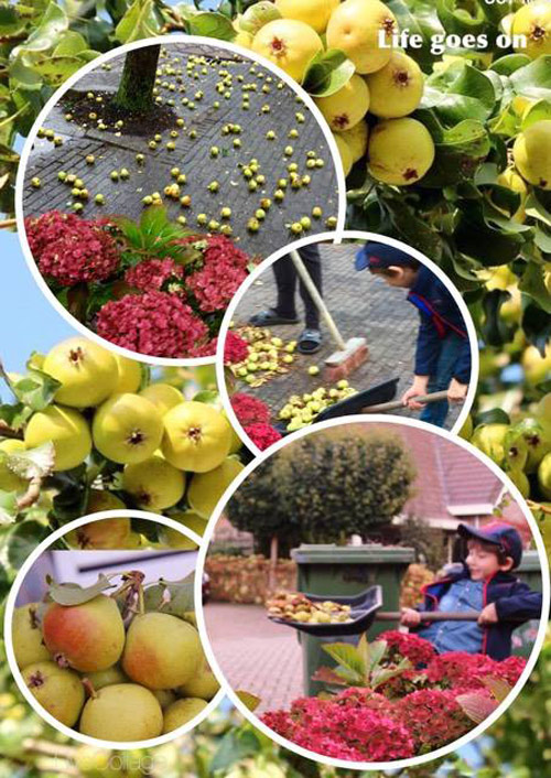 "Lác mắt" vườn lê, táo sai lúc lỉu của bà mẹ Việt Kiều - 14