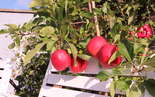 "Lác mắt" vườn lê, táo sai lúc lỉu của bà mẹ Việt Kiều - 12