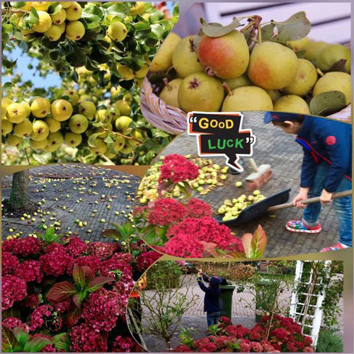 "Lác mắt" vườn lê, táo sai lúc lỉu của bà mẹ Việt Kiều - 15