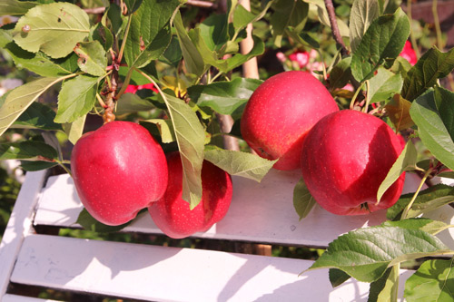 "Lác mắt" vườn lê, táo sai lúc lỉu của bà mẹ Việt Kiều - 11