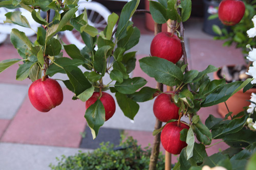 "Lác mắt" vườn lê, táo sai lúc lỉu của bà mẹ Việt Kiều - 13