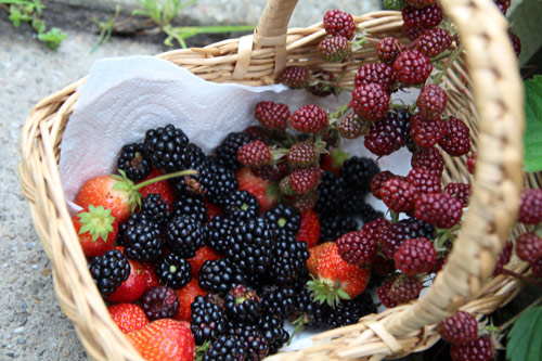 "Lác mắt" vườn lê, táo sai lúc lỉu của bà mẹ Việt Kiều - 6