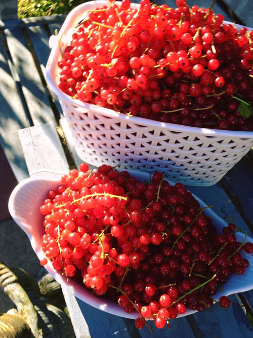 "Lác mắt" vườn lê, táo sai lúc lỉu của bà mẹ Việt Kiều - 3