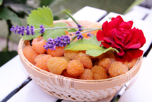 "Lác mắt" vườn lê, táo sai lúc lỉu của bà mẹ Việt Kiều - 4