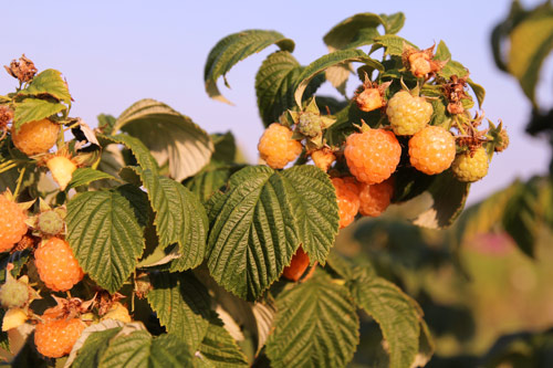 "Lác mắt" vườn lê, táo sai lúc lỉu của bà mẹ Việt Kiều - 5