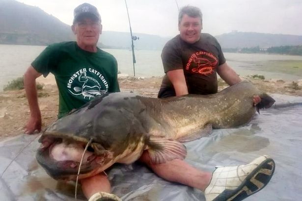Kinh ngạc cá trê khổng lồ 90kg, dài hơn 2m ở Tây Ban Nha - 1