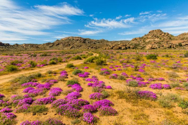 Sa mạc Namaqualand ở Nam Phi hầu như khô cằn quanh năm, nhưng nơi đây trở thành thiên đường vào mùa xuân khi hoa dại nở rộ nhuộm tím các thung lũng trải dải hàng trăm km.