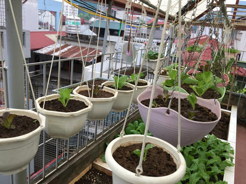 Vườn rau 50m2 ăn không xuể của bà mẹ Hà thành - 2