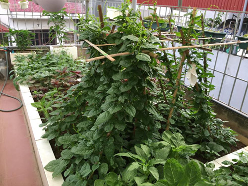 Vườn rau 50m2 ăn không xuể của bà mẹ Hà thành - 11