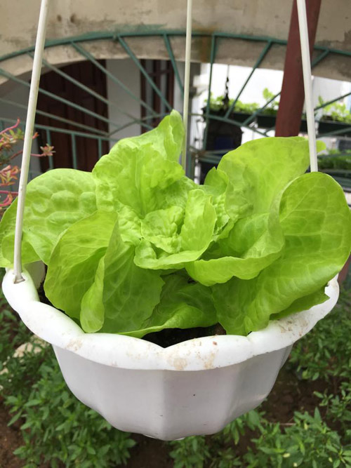 Vườn rau 50m2 ăn không xuể của bà mẹ Hà thành - 8