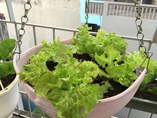 Vườn rau 50m2 ăn không xuể của bà mẹ Hà thành - 7